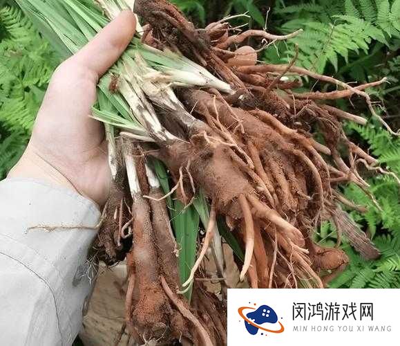 最猛壮阳草药探秘：探索其神奇功效与在现代保健中的应用领域